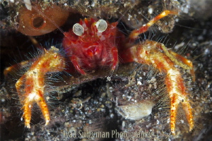 Bug-eyed Squat Lobster by Iyad Suleyman 